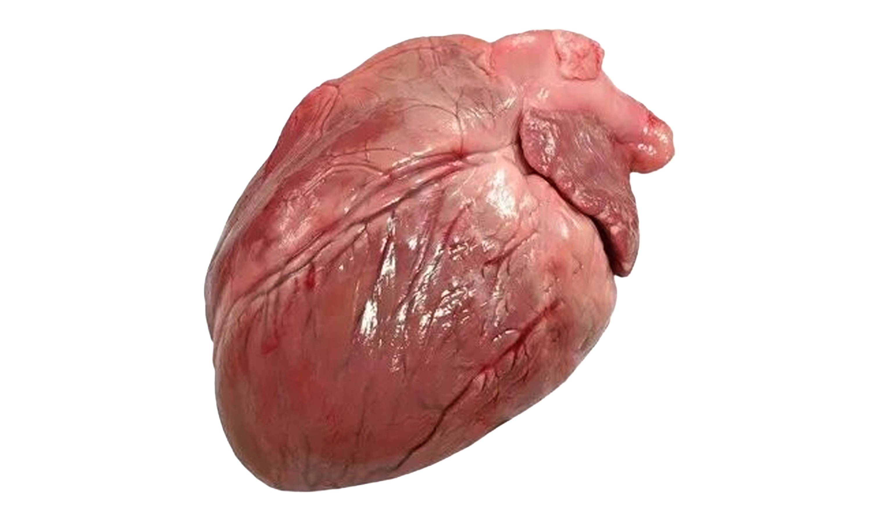 CORAZÓN CERDO SWIFT